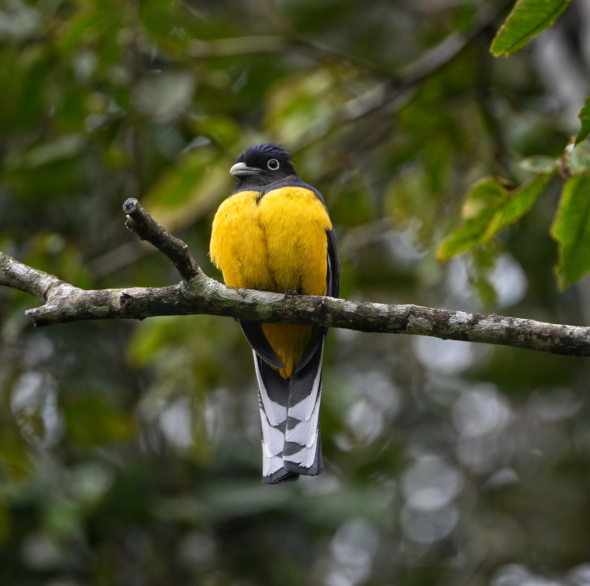 Green-backed Trogon - ML485302921