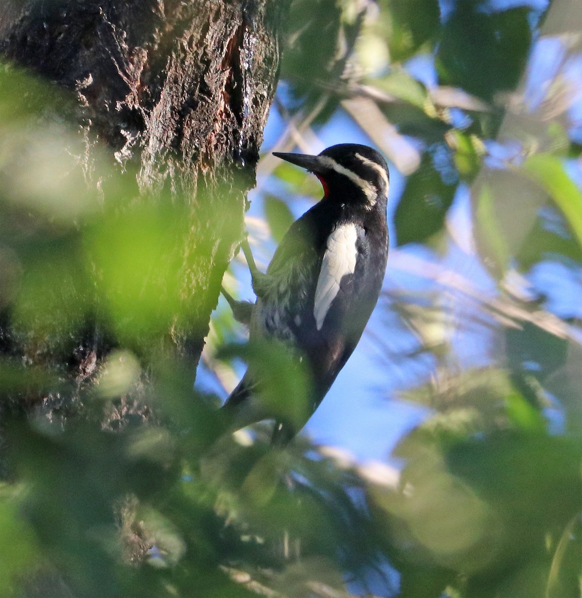 Williamson's Sapsucker - ML485303791