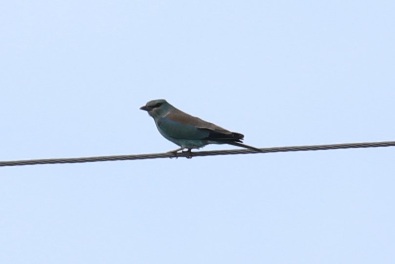 European Roller - ML485303961