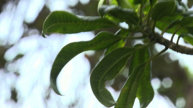 Kauai-Amakihikleidervogel - ML485304