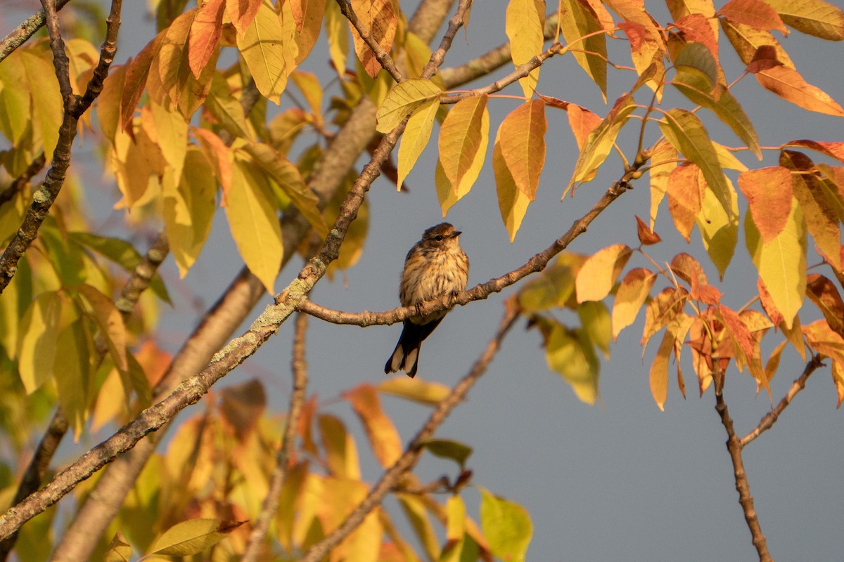 Yellow-rumped Warbler - ML485305061