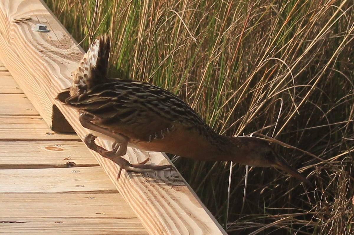 Clapper Rail - ML48530551