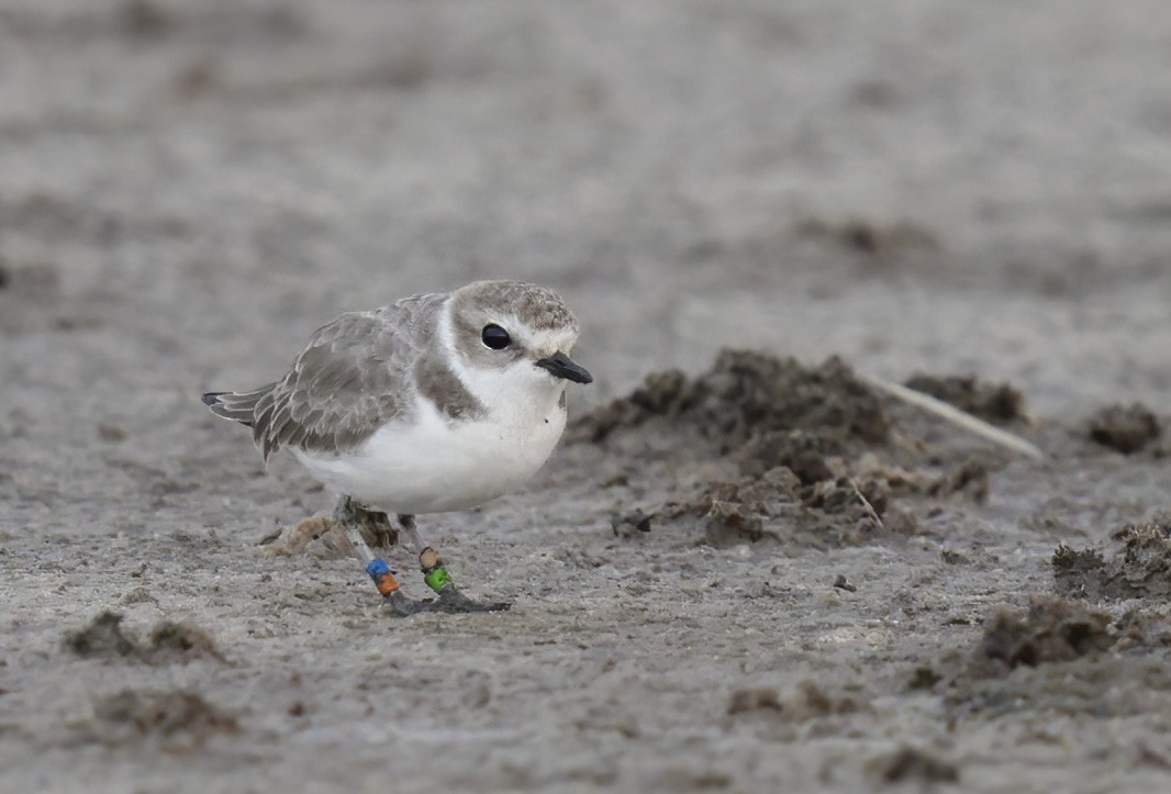 Snowy Plover - ML485305581