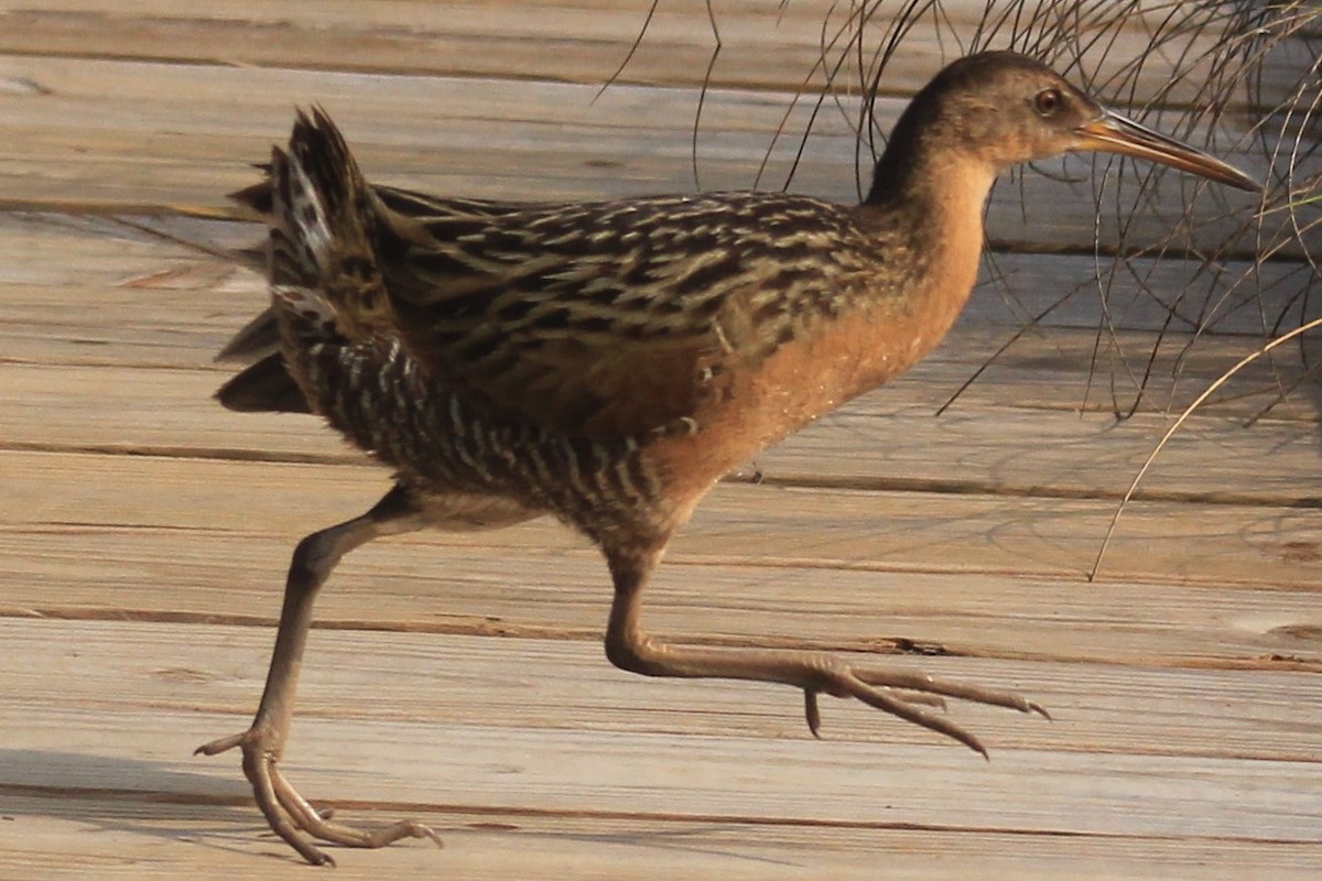 Clapper Rail - ML48530631