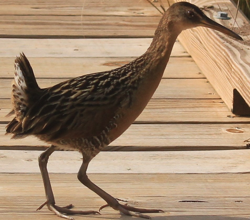 Clapper Rail - ML48530641