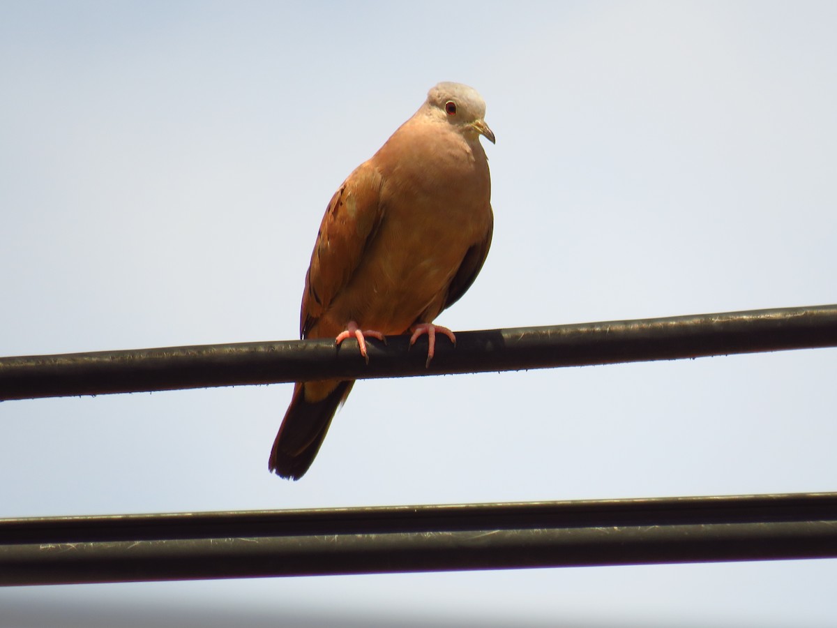 Ruddy Ground Dove - ML485306561