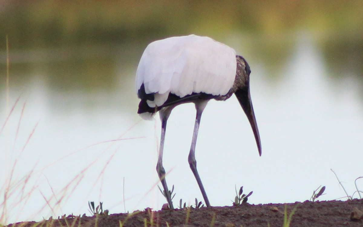 Wood Stork - ML485306921