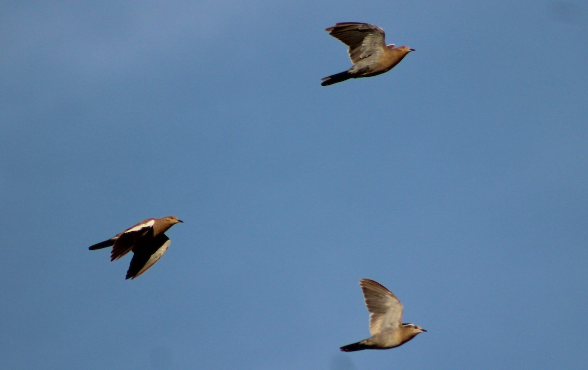 White-winged Dove - ML485307721