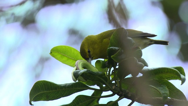 Kauai-Amakihikleidervogel - ML485308