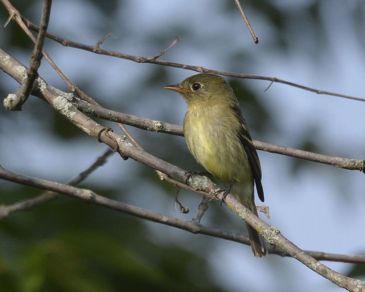 Yellow-bellied Flycatcher - ML485308281