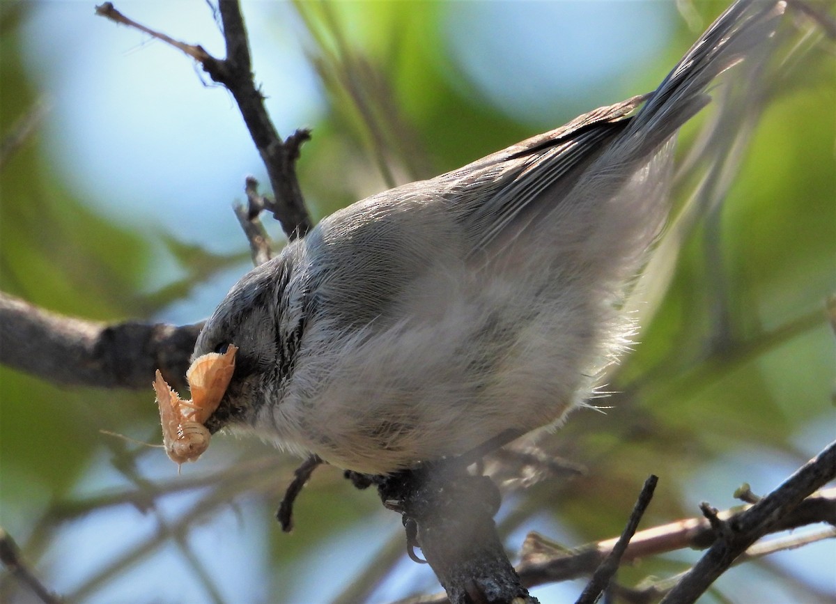 Bushtit - ML485308401
