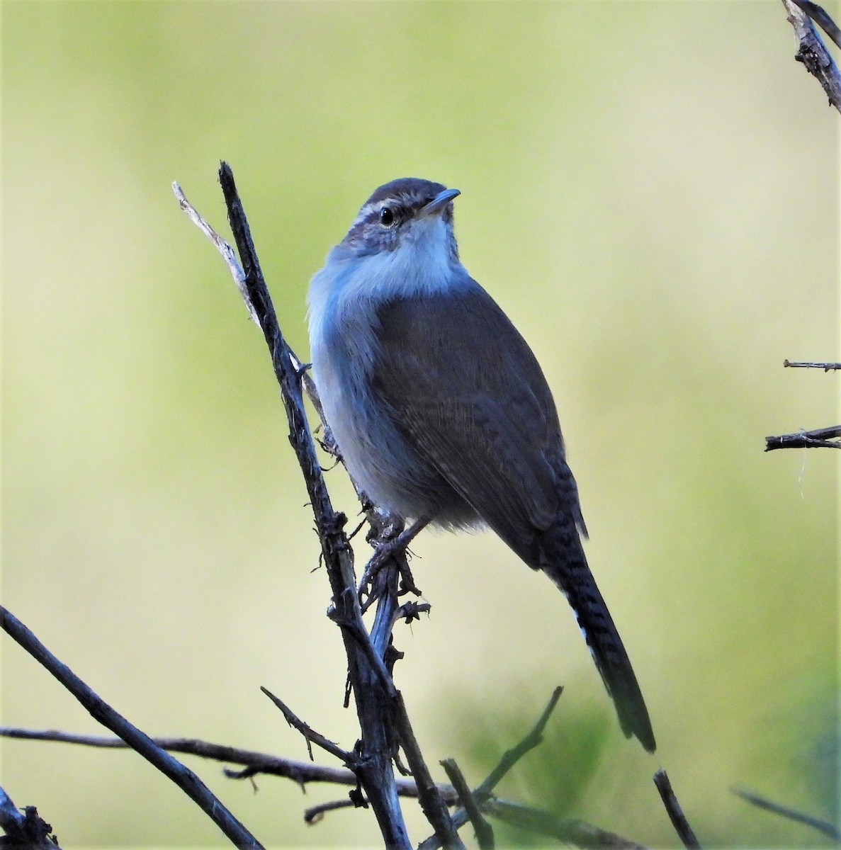 Bewick's Wren - ML485308491