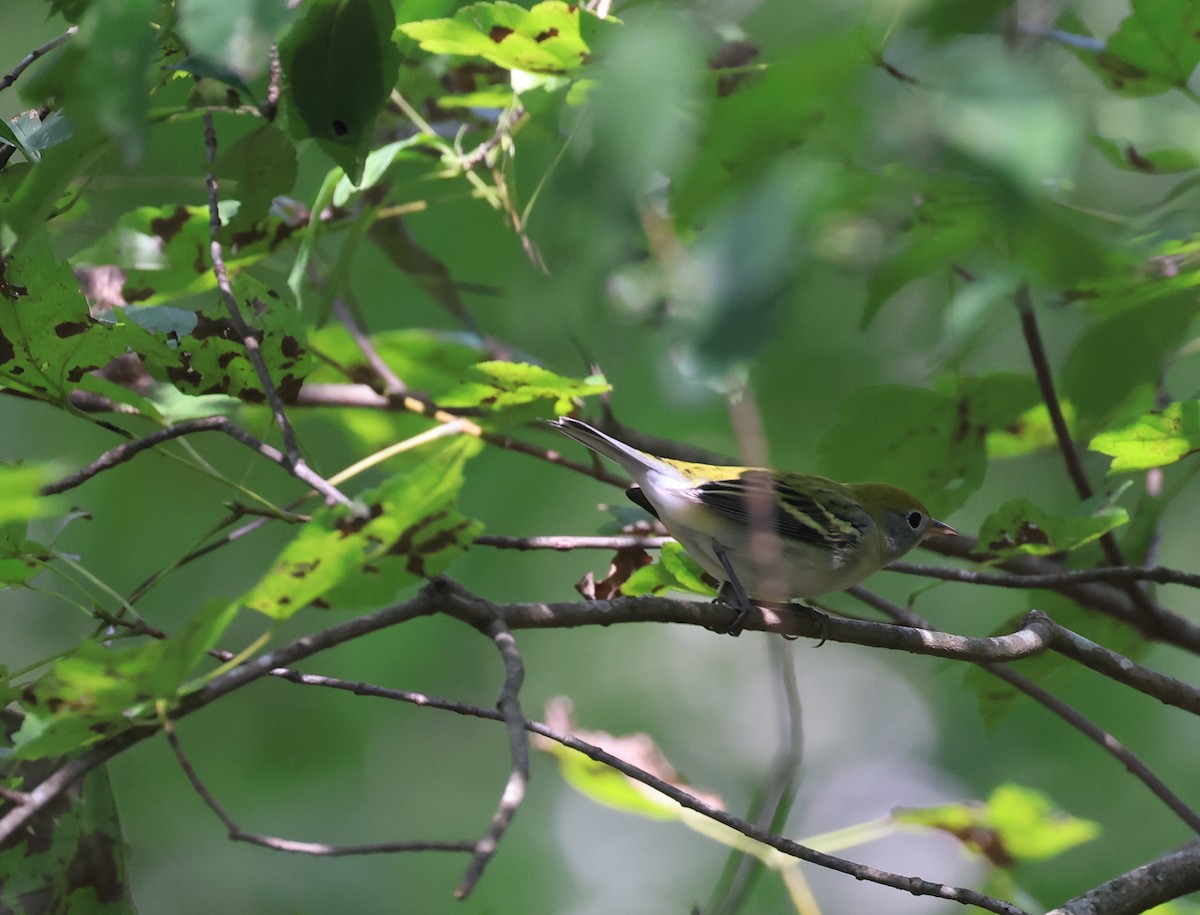 Chestnut-sided Warbler - ML485308551