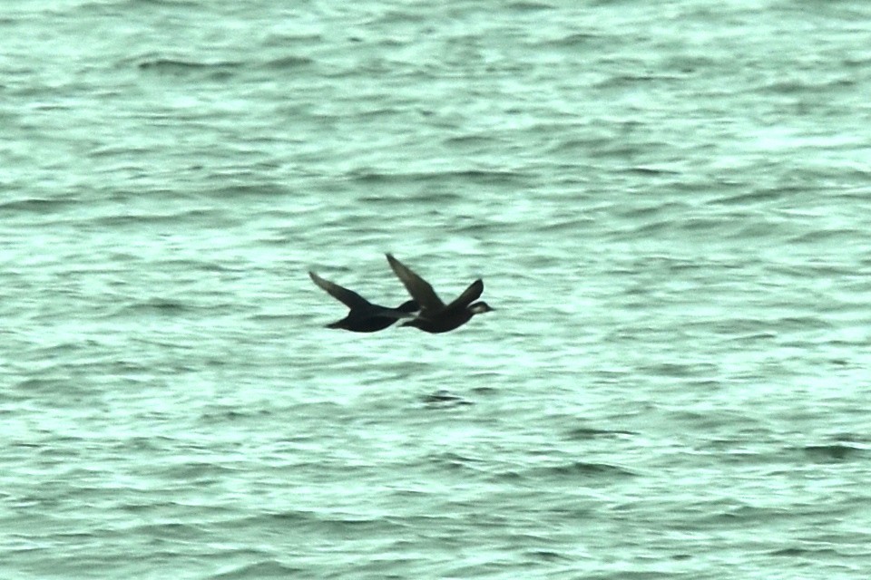 Common Scoter - Blair Whyte