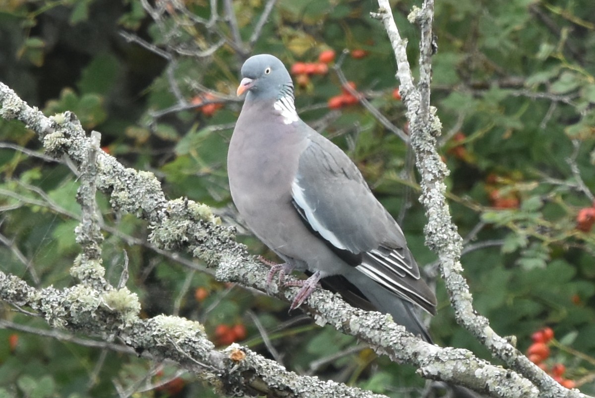 Common Wood-Pigeon - Blair Whyte