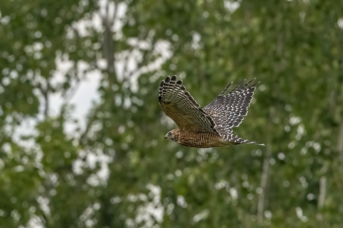 Red-shouldered Hawk - ML485310711