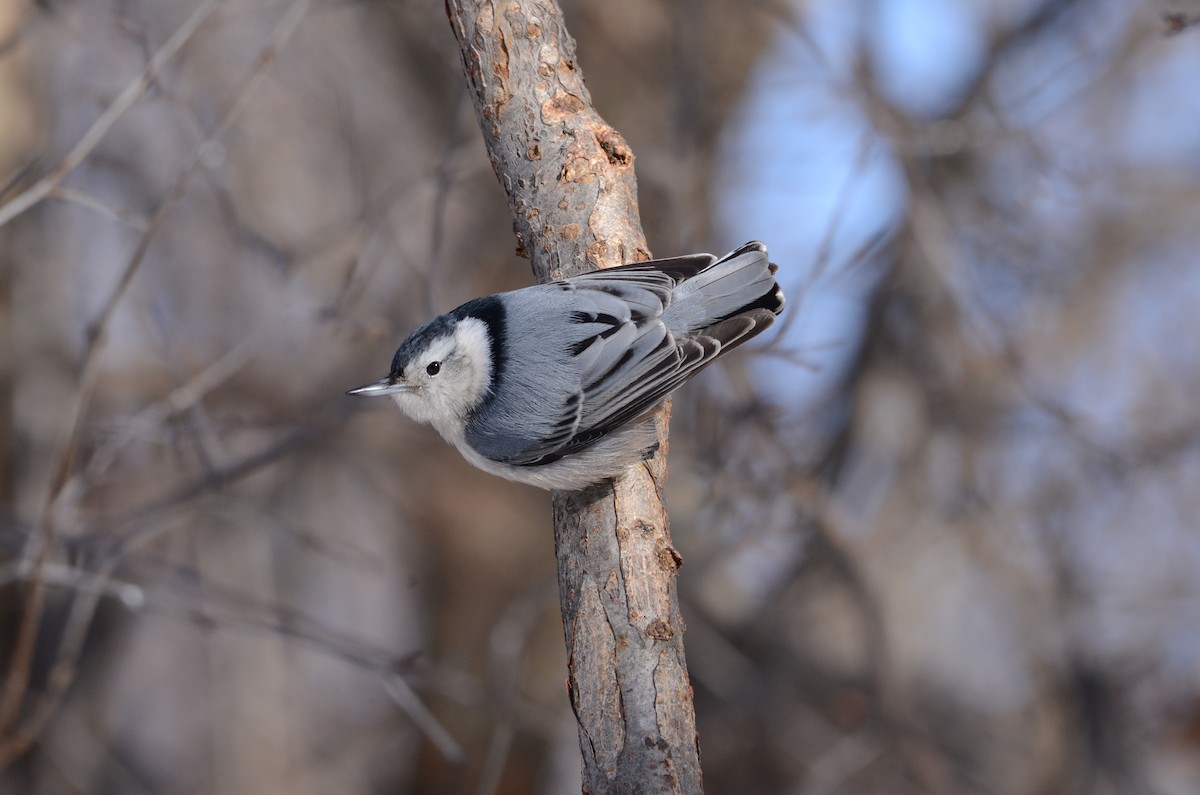 White-breasted Nuthatch - ML48531131