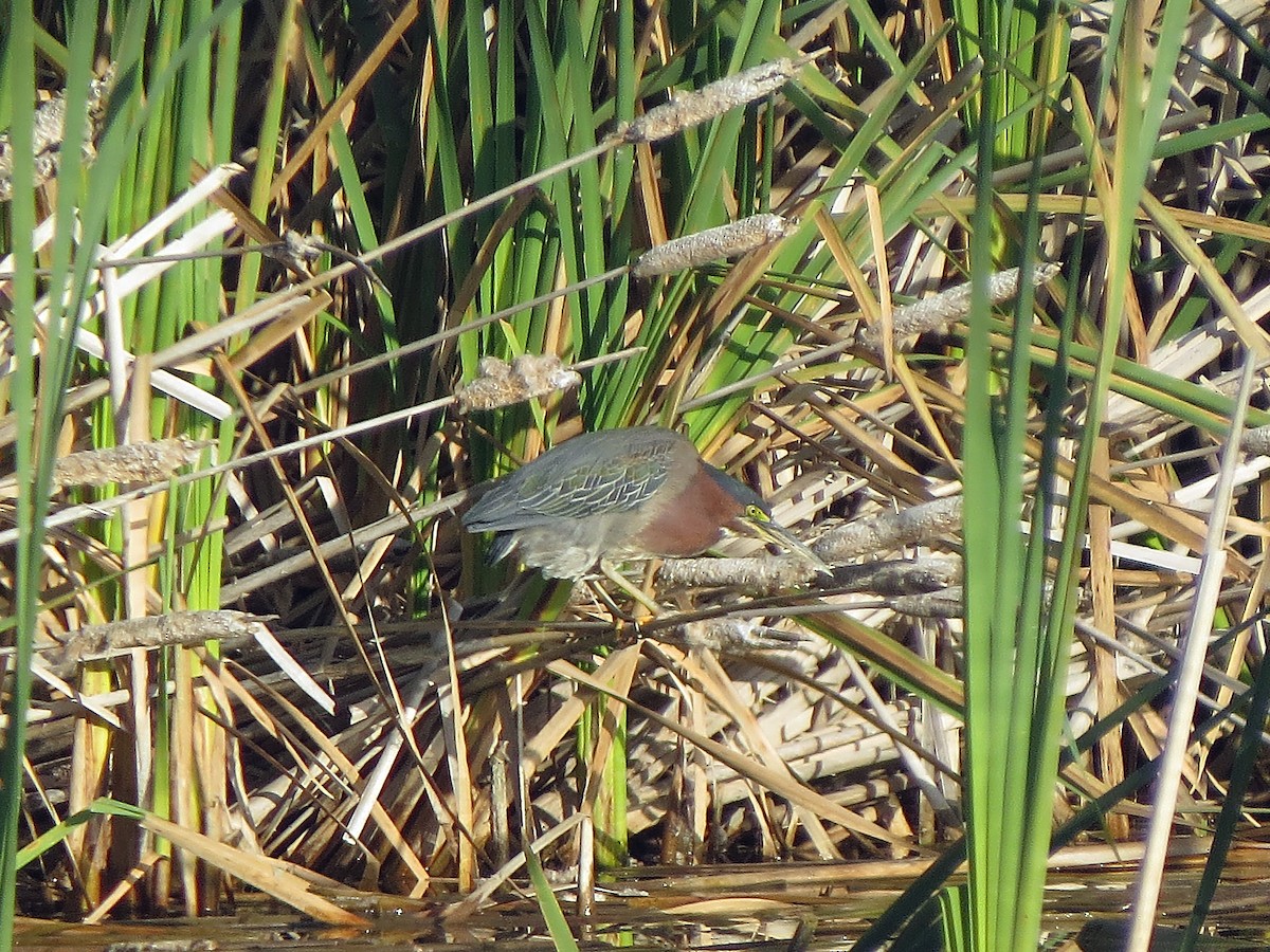 Green Heron - ML485311851