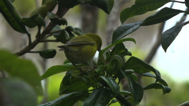 Kauai-Amakihikleidervogel - ML485312