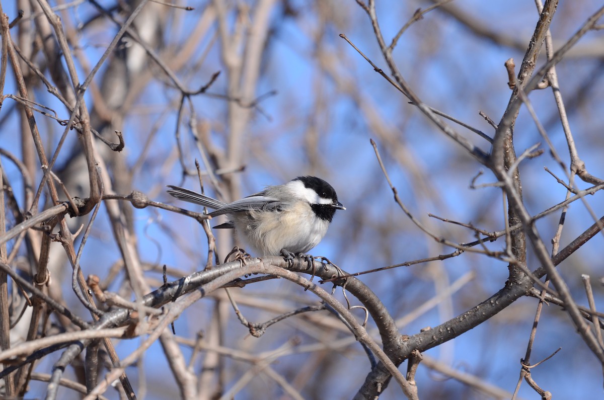 Black-capped Chickadee - Philippe Bigué