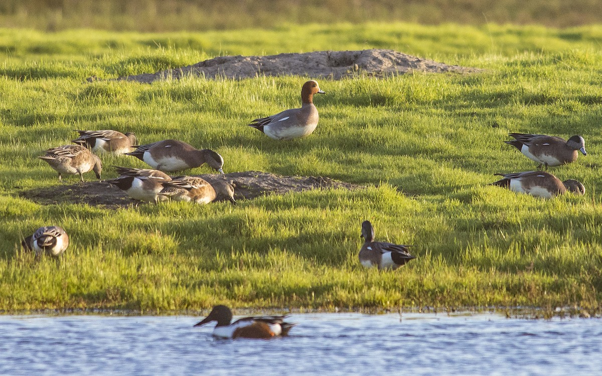 Eurasian Wigeon - ML48531271