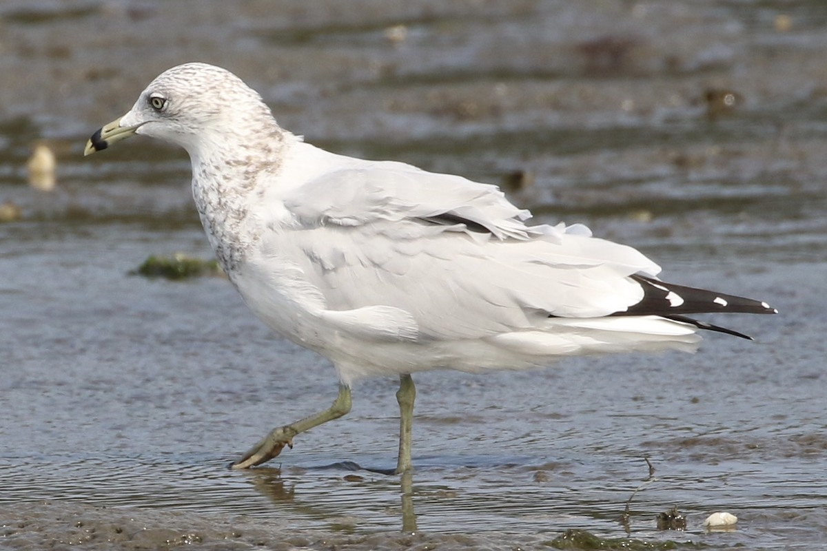 Ring-billed Gull - ML485313001