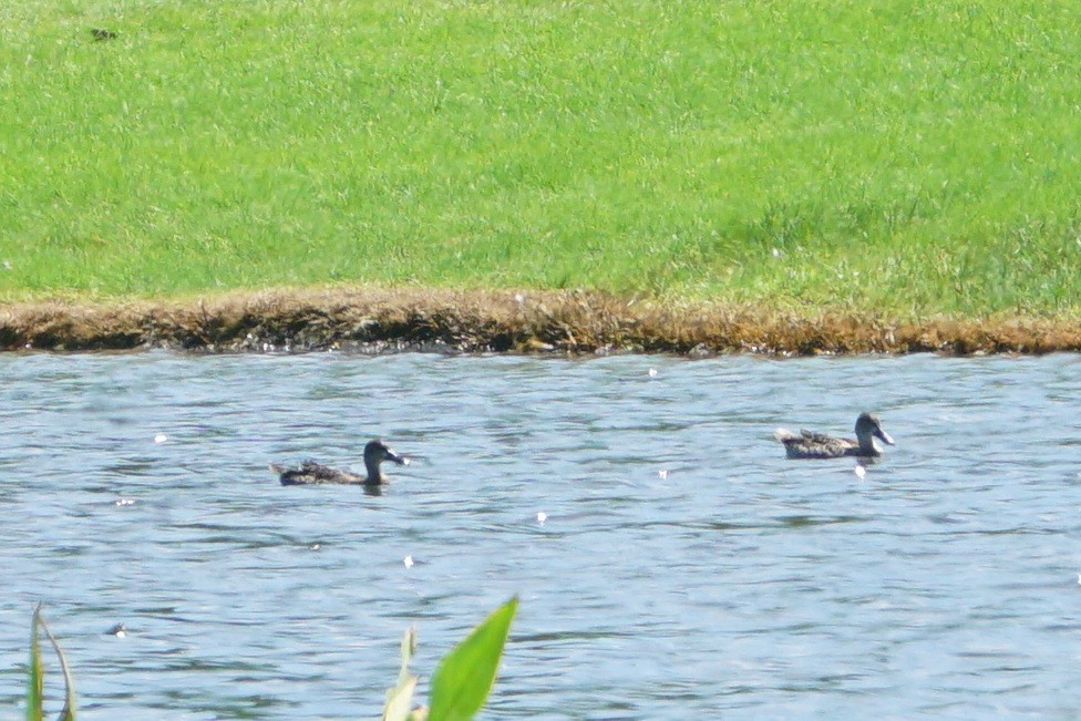 Northern Shoveler - ML485313521