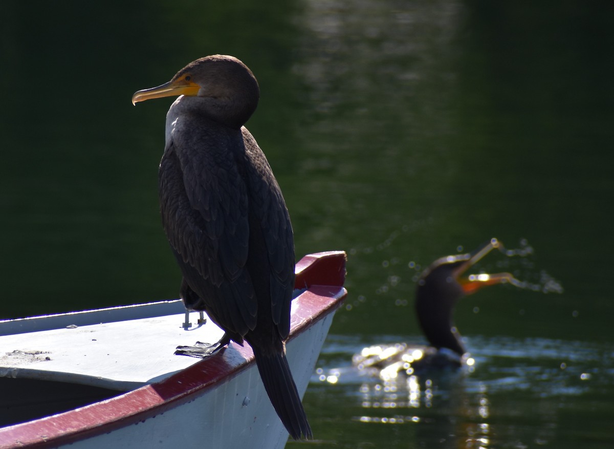 Double-crested Cormorant - ML485313541
