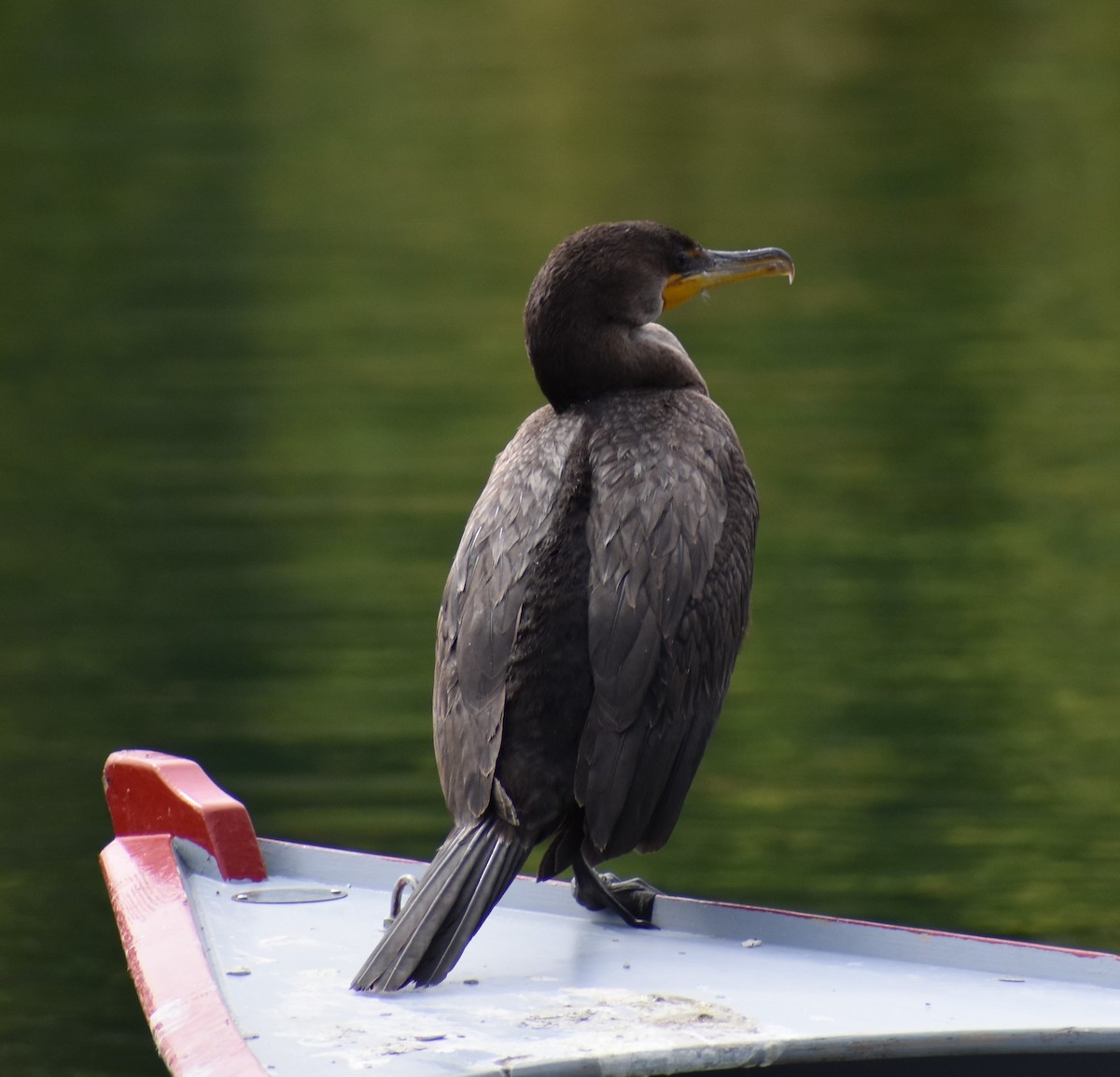 Double-crested Cormorant - ML485313551