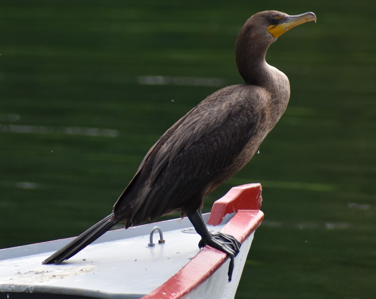 Double-crested Cormorant - ML485313561