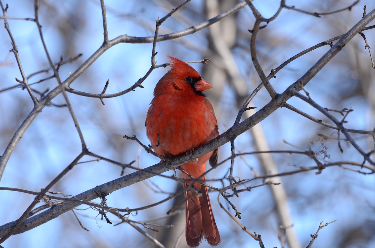 Cardinal rouge - ML48531391