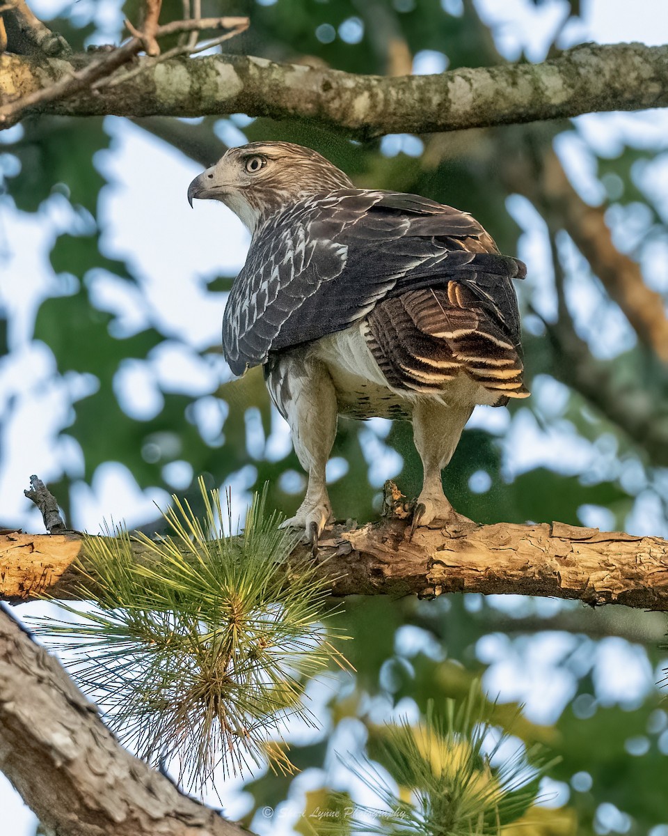 Red-tailed Hawk - ML485314111
