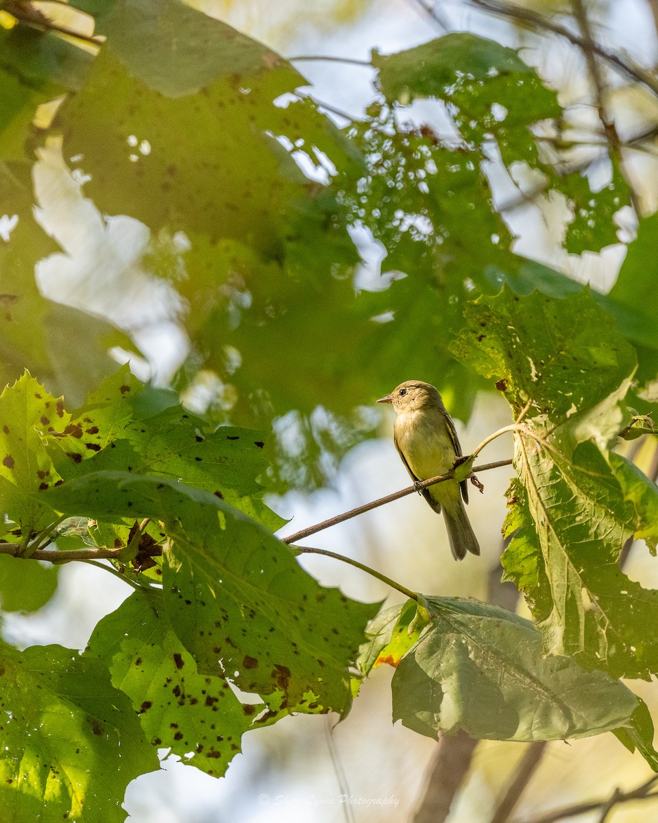 Empidonax sp. - ML485314181