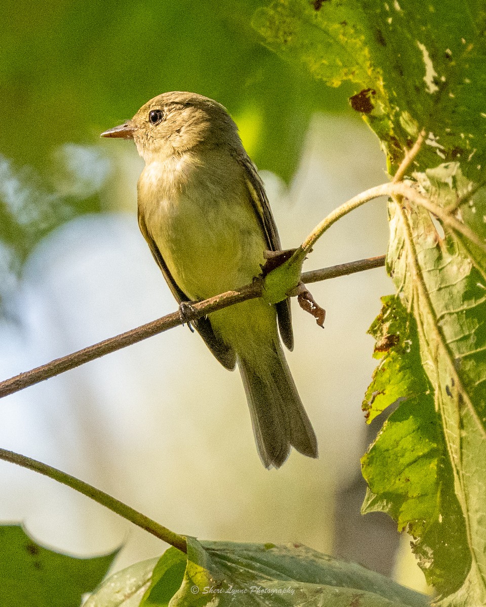 Empidonax sp. - ML485314191