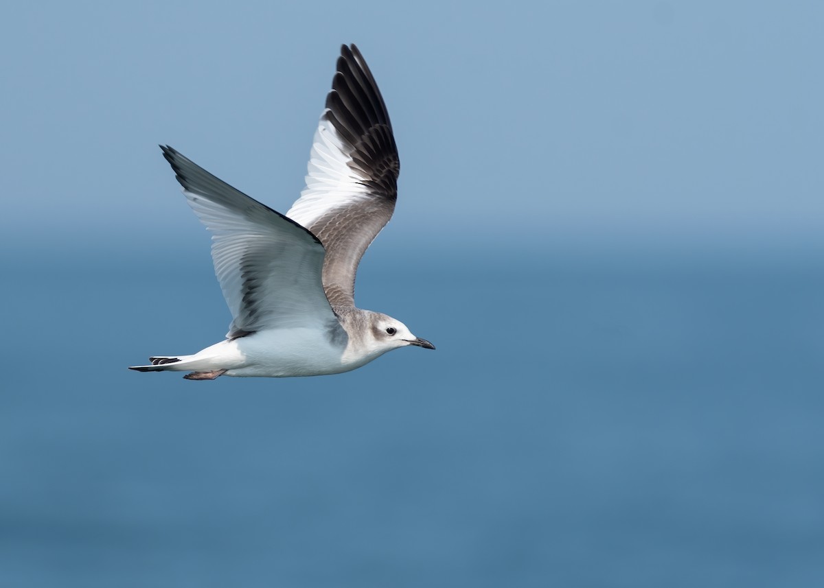 Mouette de Sabine - ML485315071