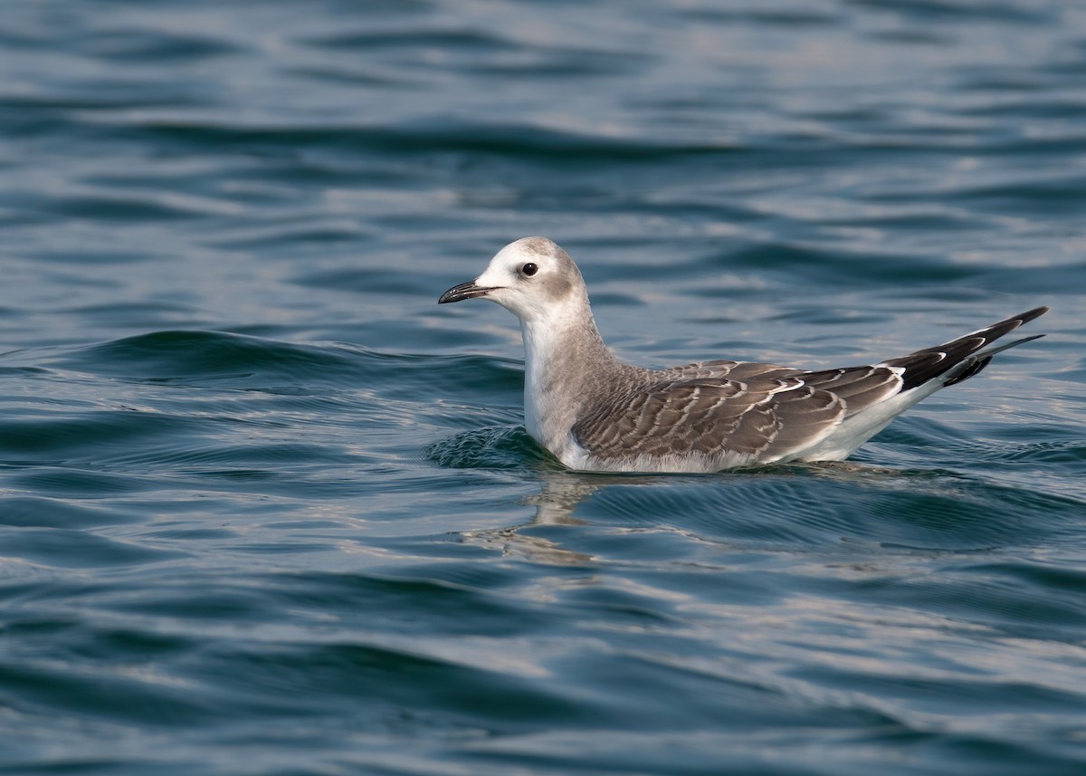 Mouette de Sabine - ML485315081