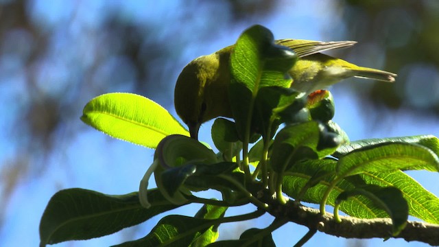 Kauai-Amakihikleidervogel - ML485316
