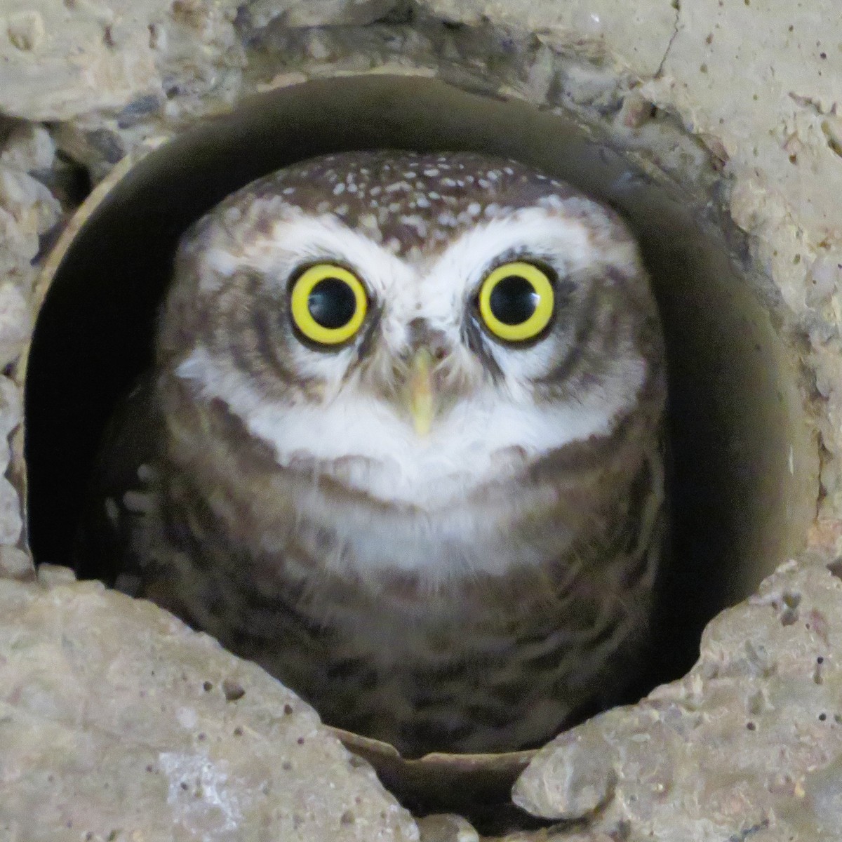 Spotted Owlet - Ranjeet Rane