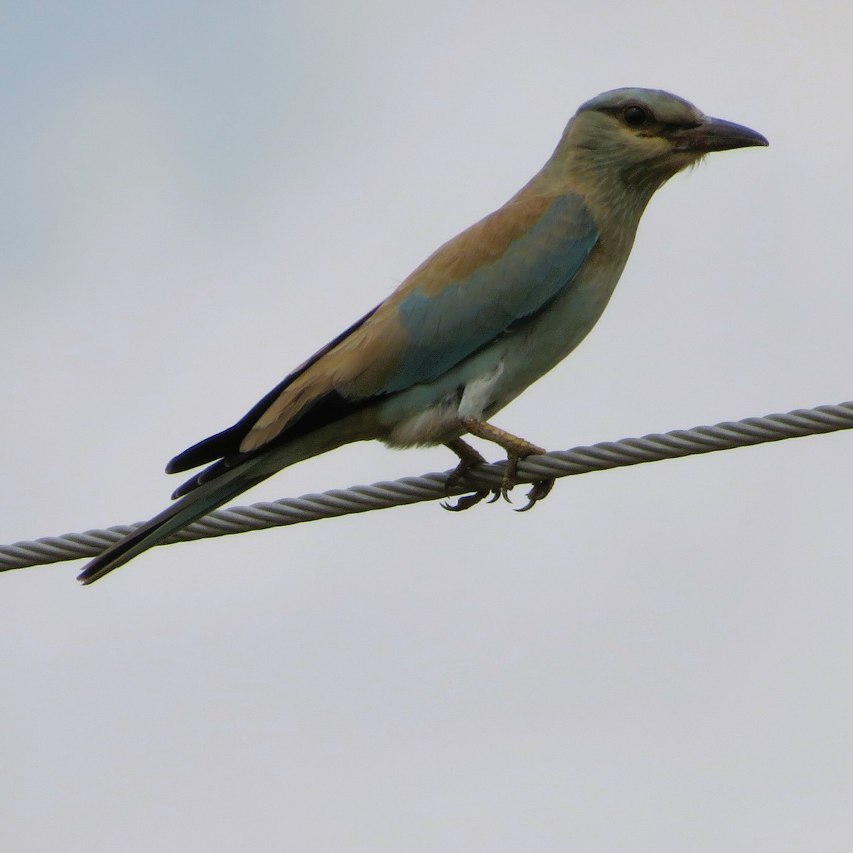 European Roller - ML485316591