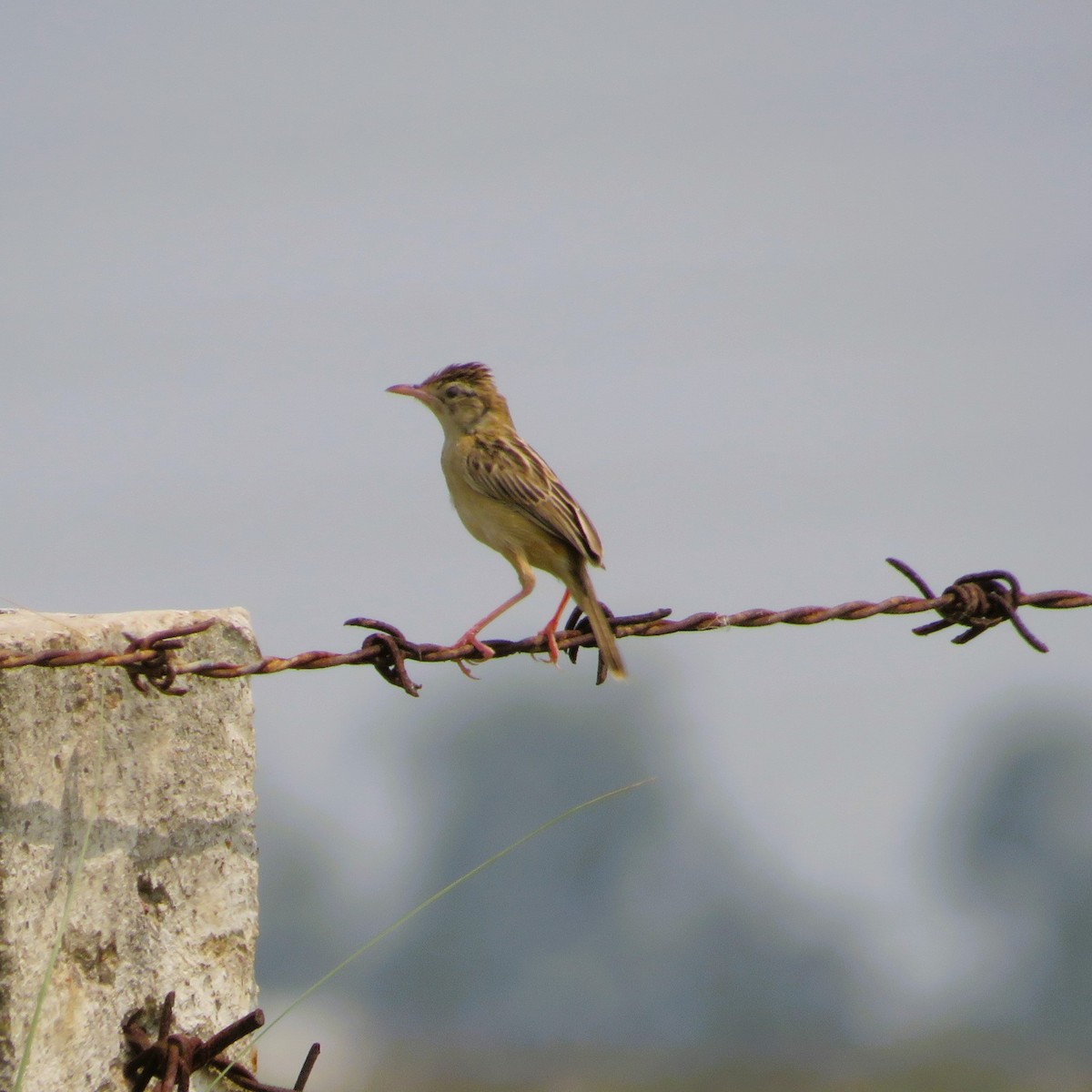 Zitting Cisticola - ML485316711