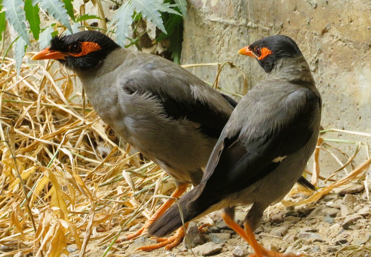 Bank Myna - ML485316761