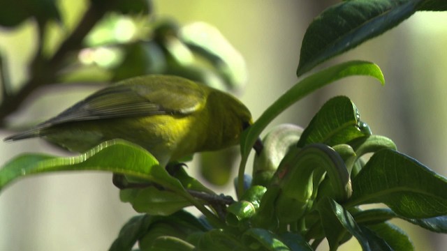 Kauai-Amakihikleidervogel - ML485317