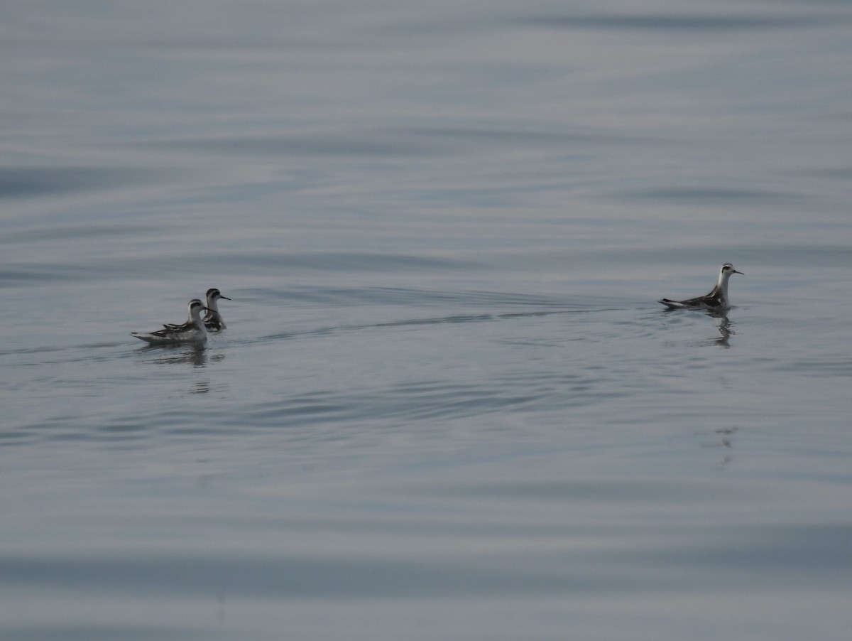 Phalarope à bec étroit - ML485317361