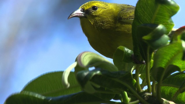 Kauai-Amakihikleidervogel - ML485319