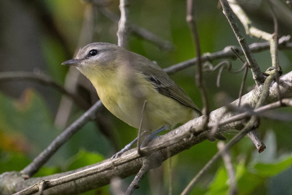 Philadelphia Vireo - ML485320311