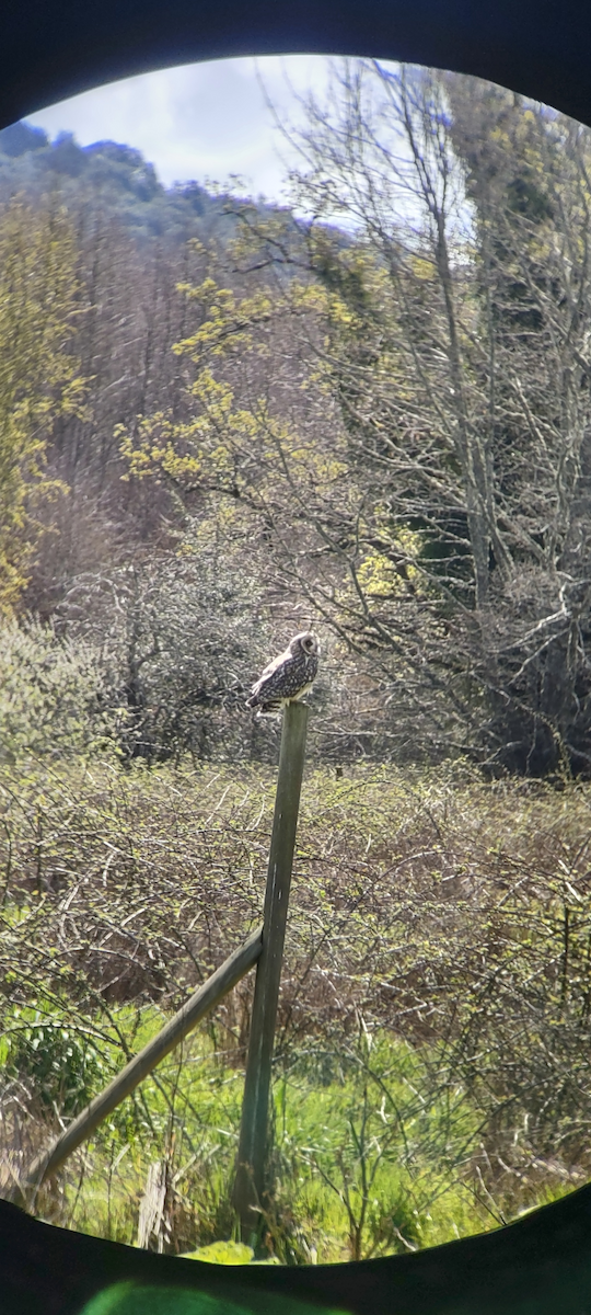 Short-eared Owl - Isaac Traynor