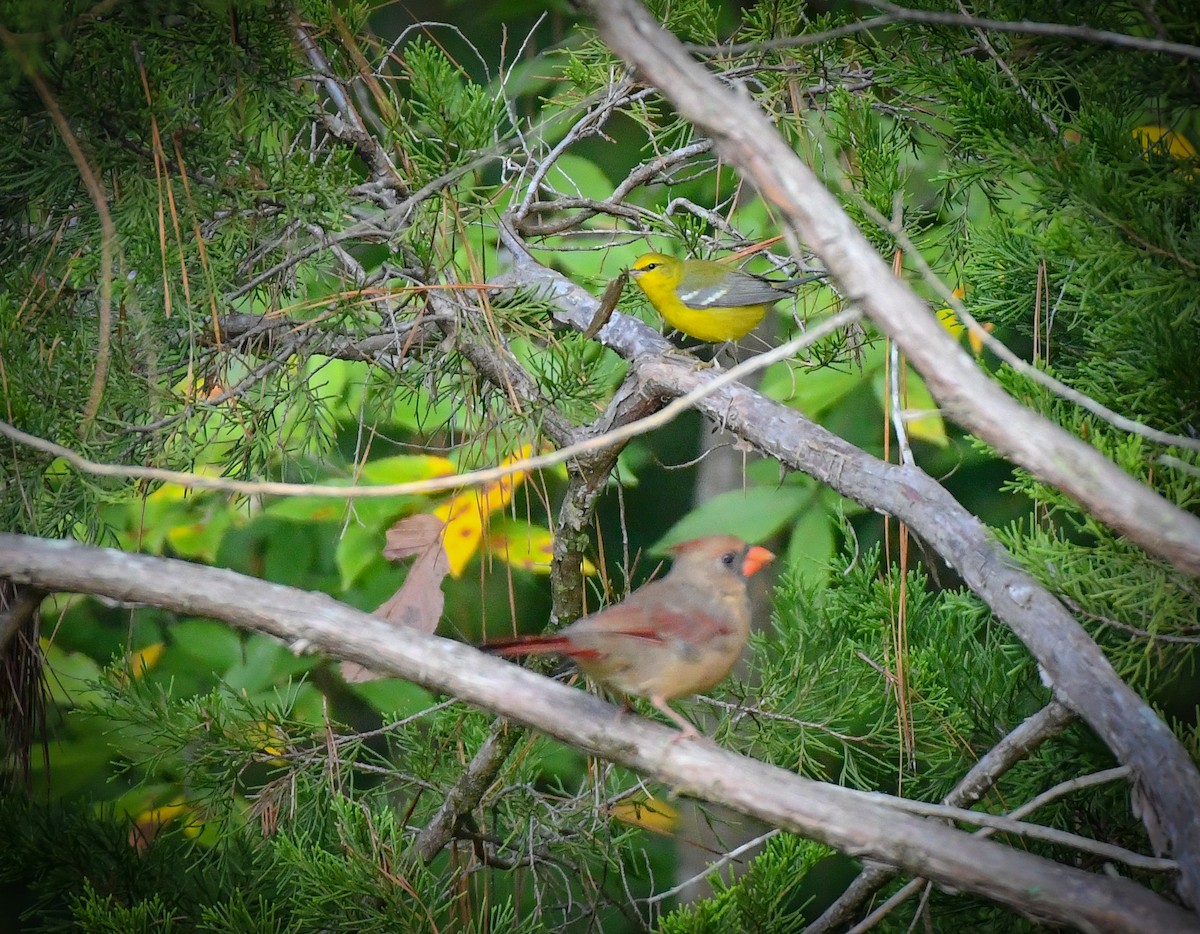 Blue-winged Warbler - ML485320911