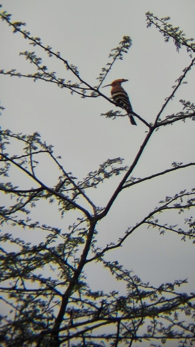 Eurasian Hoopoe - ML485321161