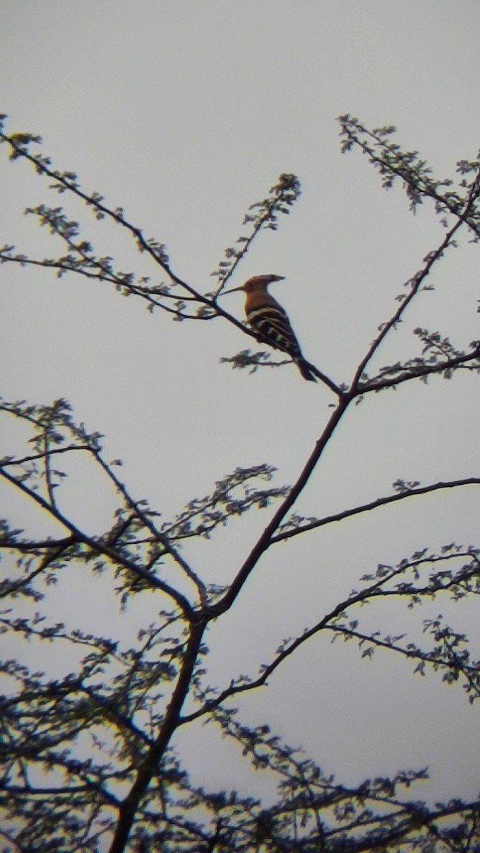 Eurasian Hoopoe - ML485321171