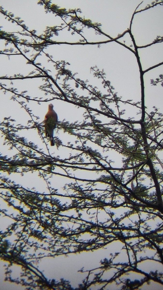 Eurasian Hoopoe - ML485321191